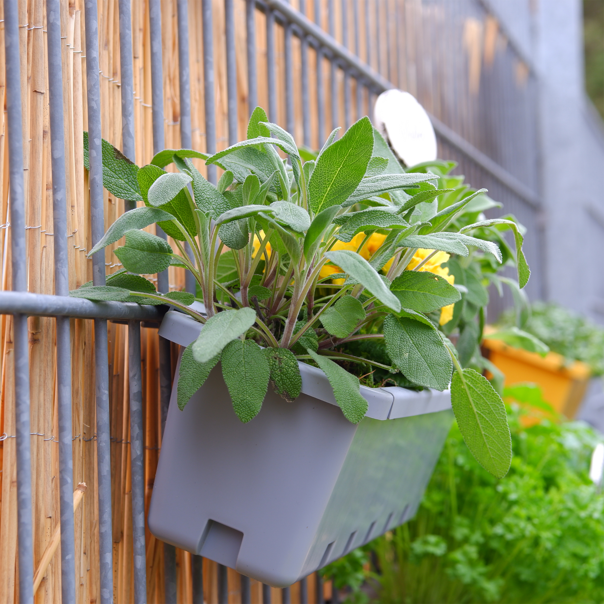 blumenkasten für kräuter auf dem balkon