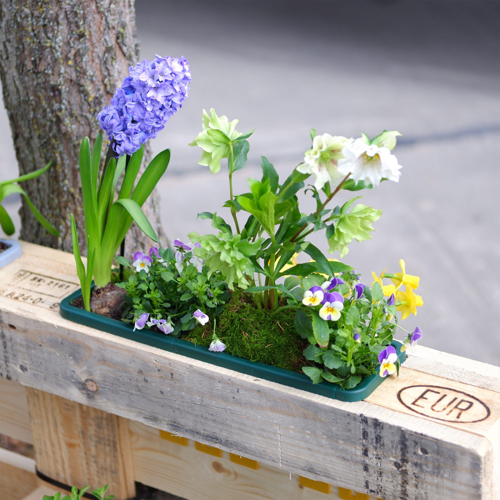 blumenkasten für kräuter auf dem balkon