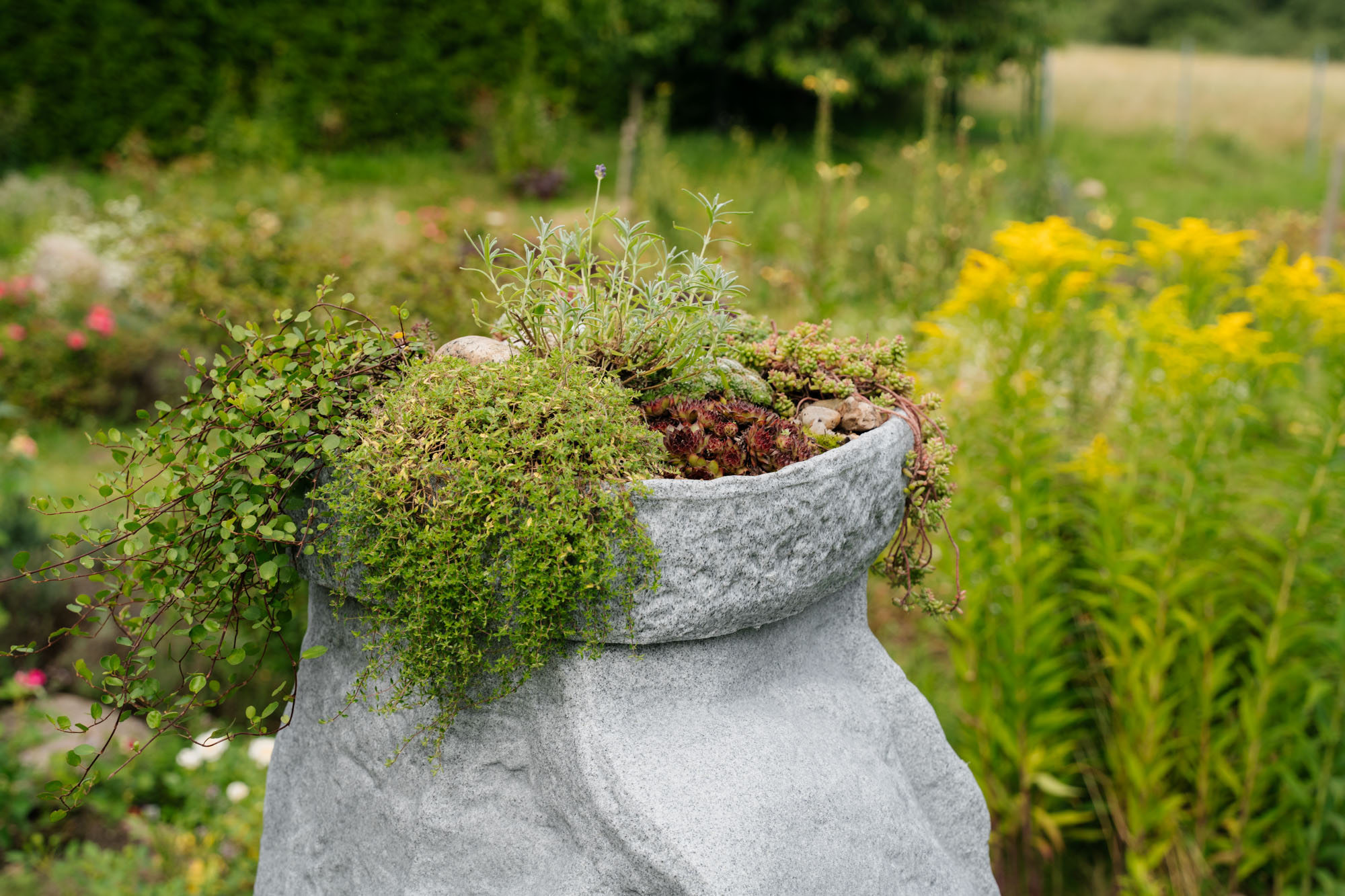 bepflanzte pflanzschale im garten auf dem hinkelstein